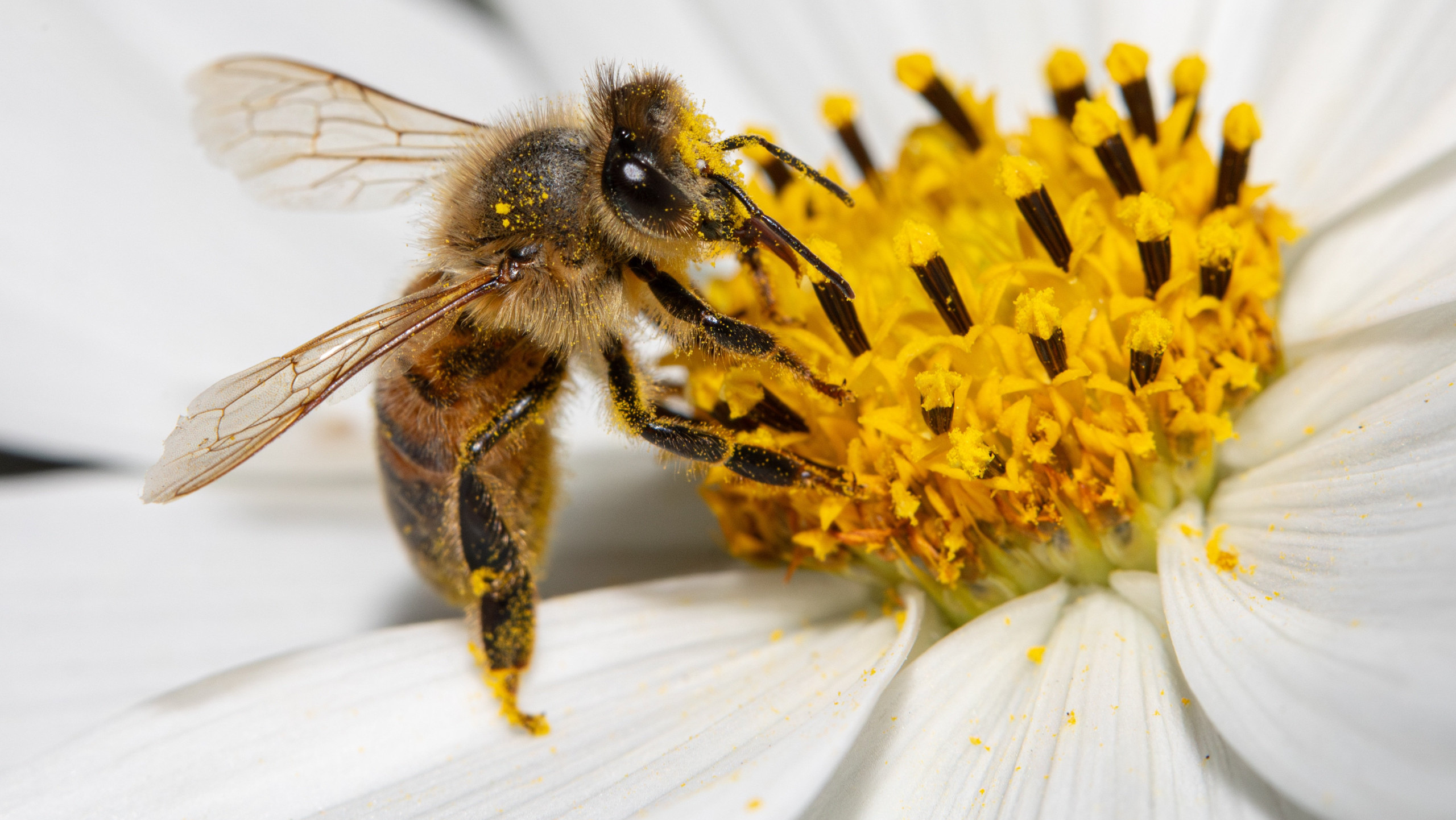 Biene auf einer weißen Blüte
