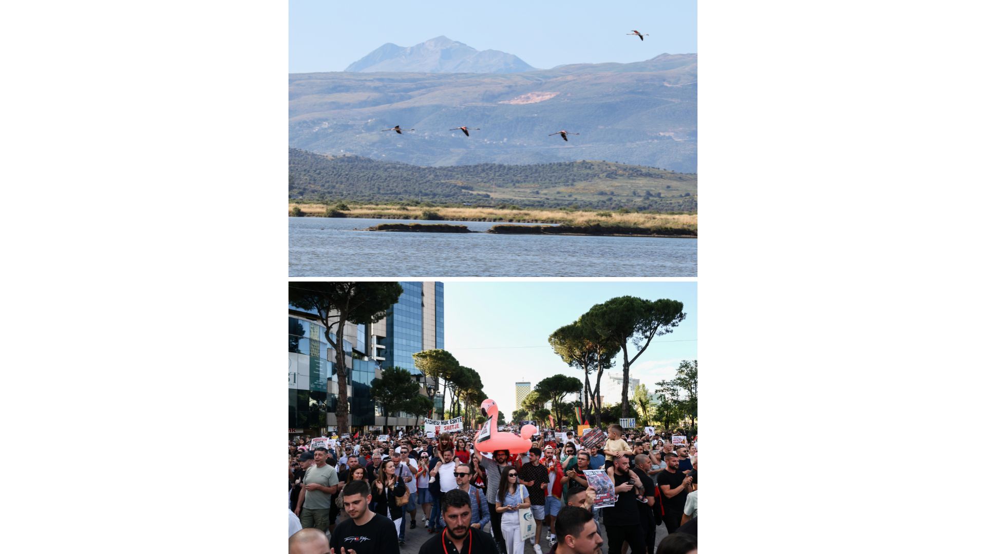 Oben: Flamingos über der Narta-Lagune. Unten: Der Flamingo als Protestsymbol in der albanischen Hauptstadt Tirana